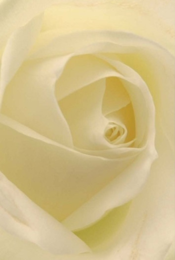 Observed in exquisite detail, this classic white rose appears to glow from within-a luminous centrepiece that reflects both the tranquility and sophistication synonymous with Barking's most heartfelt occasions. Each petal, layered in airy shades of cream and snowy white, creates a gentle cascade suggestive of soft natural light filtering through a morning mist over Barking Park. The artist's touch is evident: the bloom's near-perfect spiral, its creamy texture, and the faint shadows cast in the delicate folds evoke feelings of purity, subtle resilience, and enduring beauty. Whether chosen for a gesture of apology, a romantic declaration, or an elegant wedding arrangement prepared for a celebration on Fanshawe Avenue, this rose is unparalleled in expressing sincere emotion. Its scent is imagined as clean and subtle, never overpowering, conveying an ever-appropriate sense of serenity. Every nuance in hue, shadow, and petal shape highlights the mindful handiwork of Barking's local florists, transforming a simple flower into a profound, multifaceted statement-one that brings a sense of calm wherever it is placed.